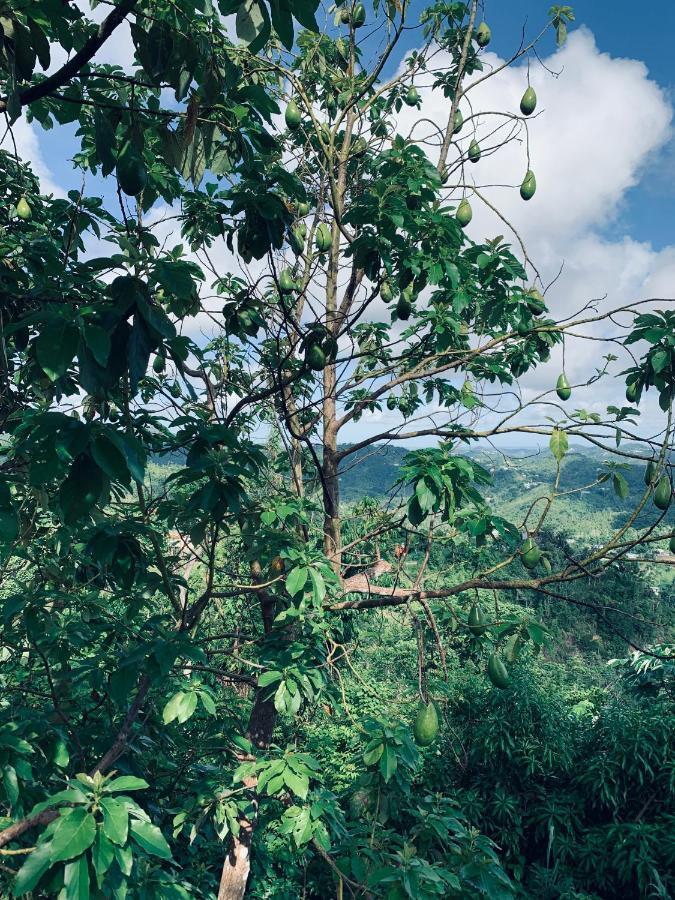 Camping Para Dos - A Escoger Segun Disponibilidad De Caseta O Cabana Caguas Exteriör bild