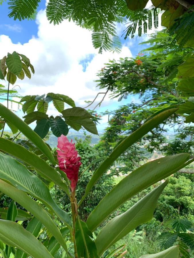 Camping Para Dos - A Escoger Segun Disponibilidad De Caseta O Cabana Caguas Exteriör bild